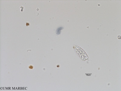 phyto/Bizerte/bizerte_bay/RISCO November 2015/Prorocentrum dentatum (Baie_T5-ACW3-Prorocentrum lequel-2).tif(copy)_thumb.jpg